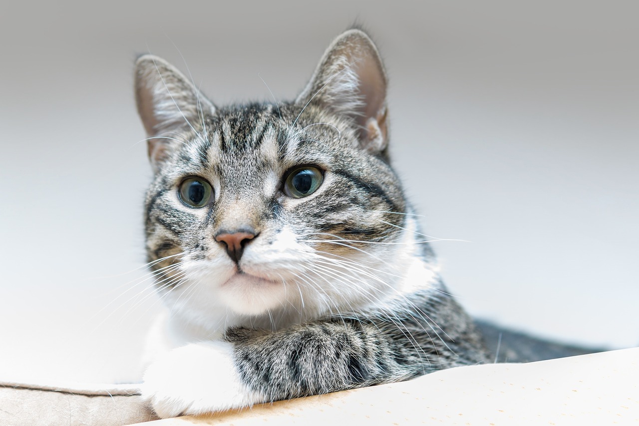 The Unique Features of the Abyssinian Cat